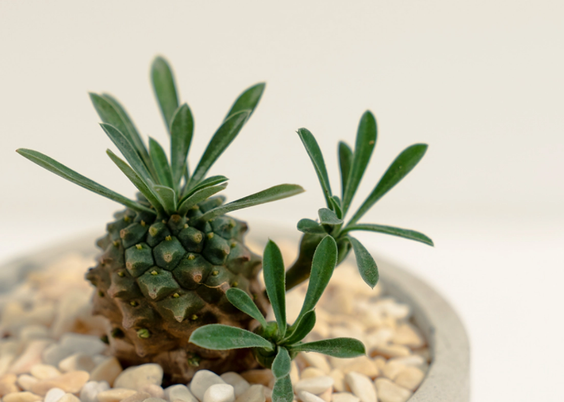 峨眉山多肉黃葉