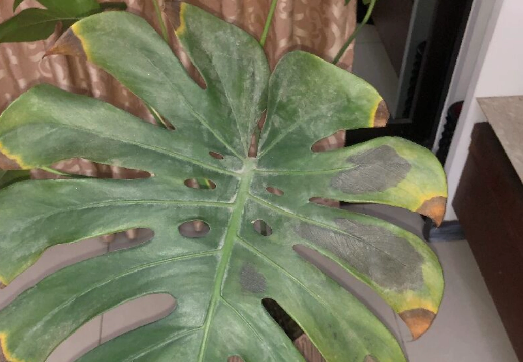 龜背芋葉子破洞 龜背芋葉子破洞