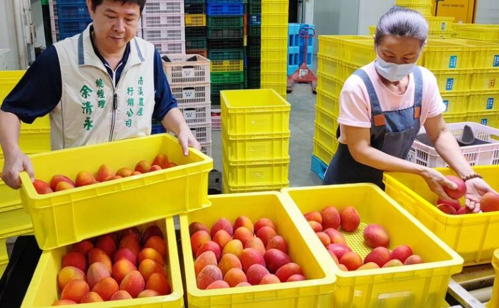 愛文芒果 種子 盆栽 愛文芒果 種子 盆栽