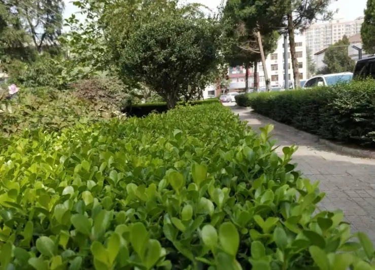 灌木造景尺寸 灌木造景尺寸