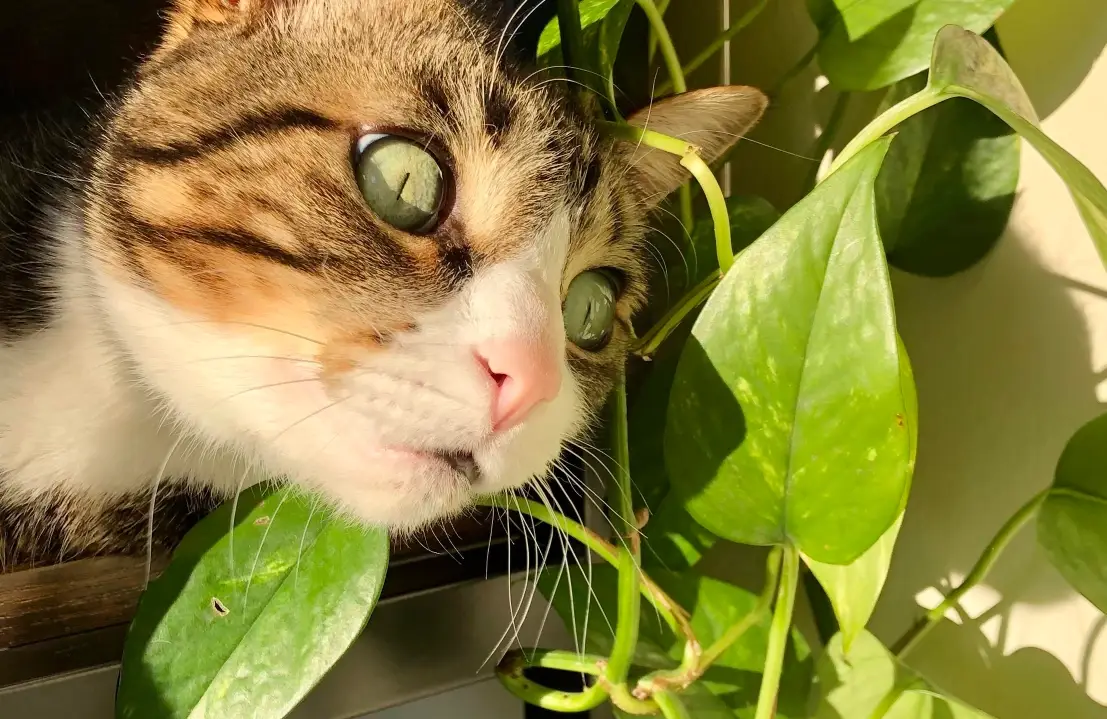 貓咪植物中毒