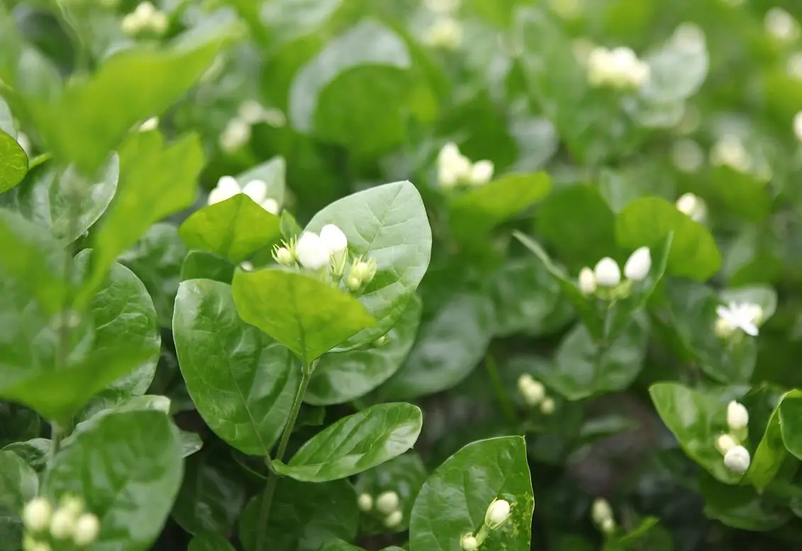 茉莉花種植