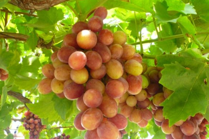 如何種葡萄 如何種葡萄