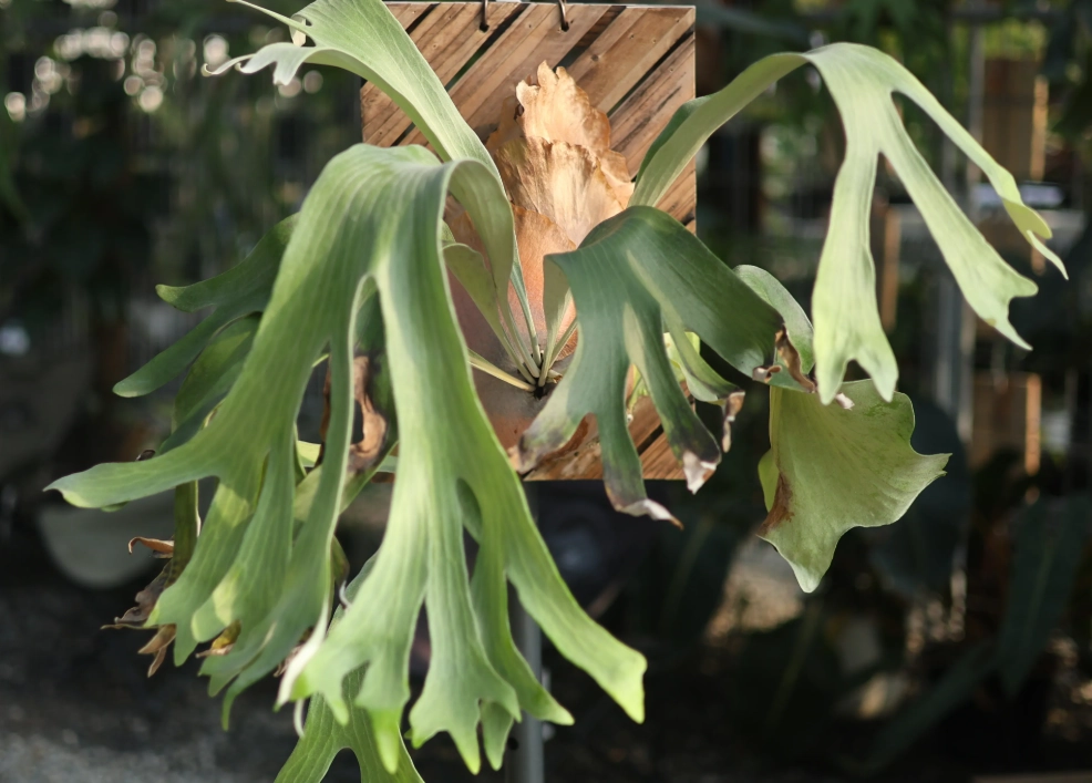 鹿角蕨栽培 鹿角蕨栽培