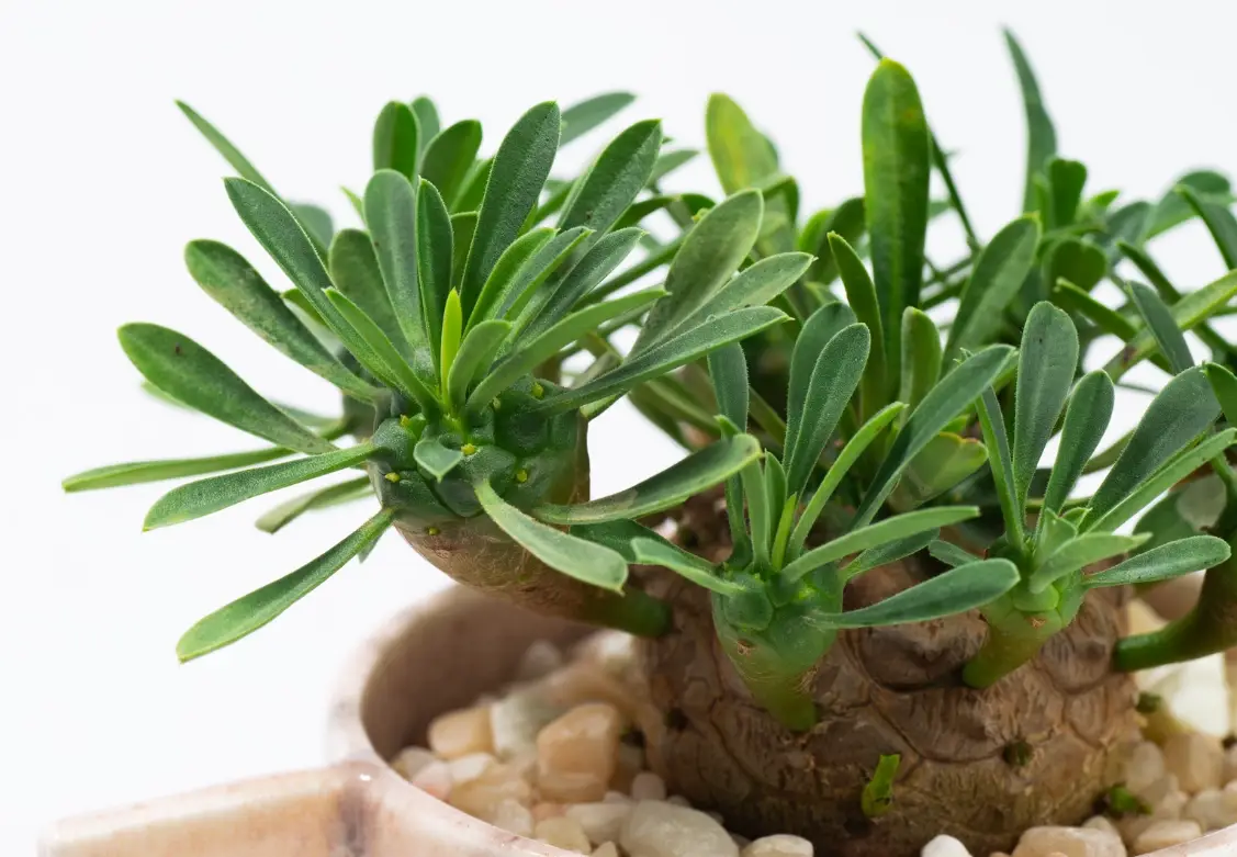 多肉黃葉處理 多肉黃葉處理