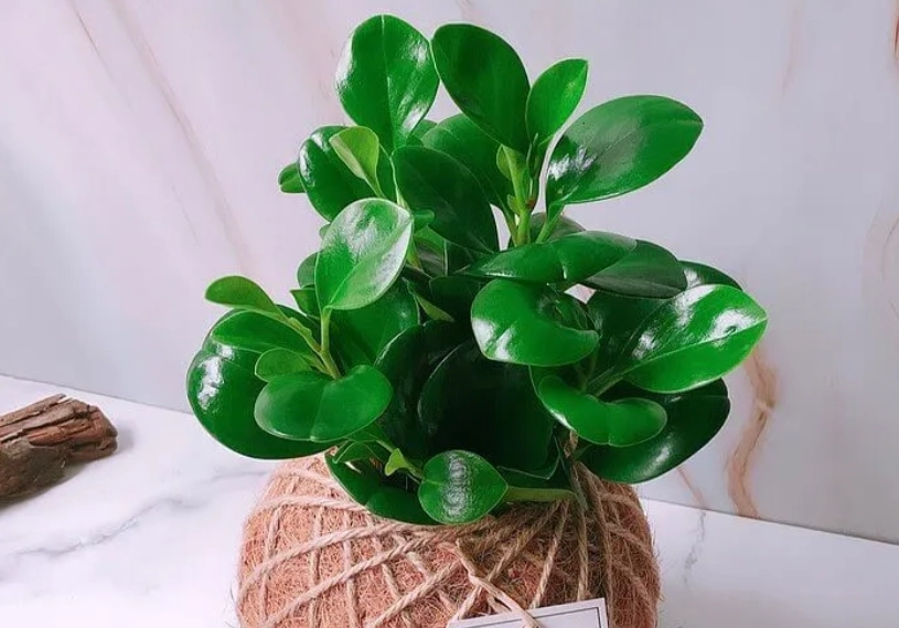 招財樹 種植 招財樹 種植