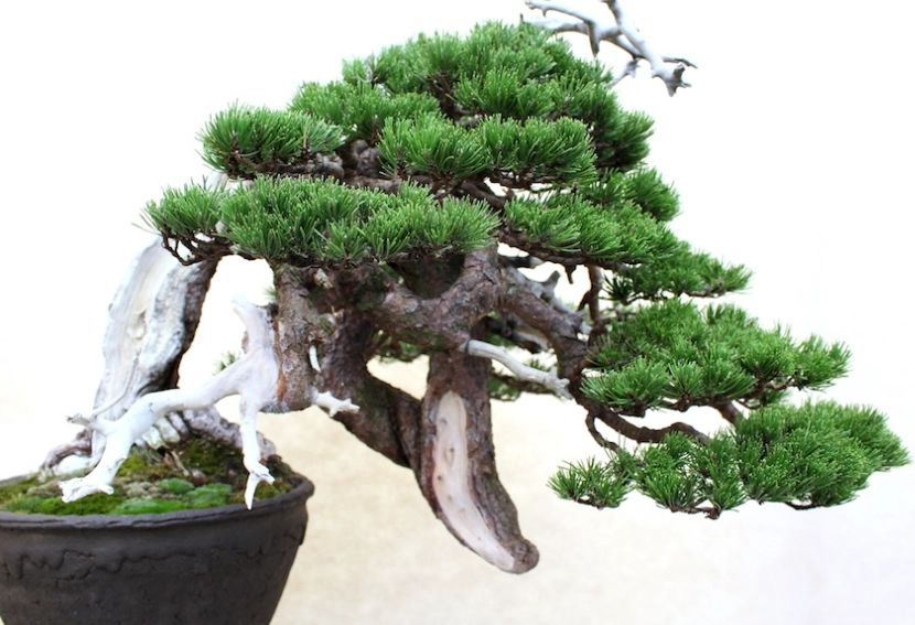 水耕黑松 水耕黑松