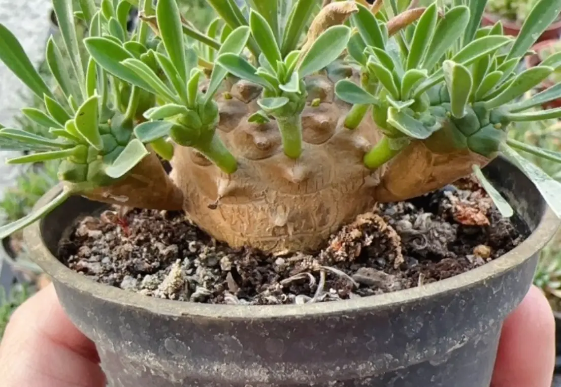 峨眉山綠植景點