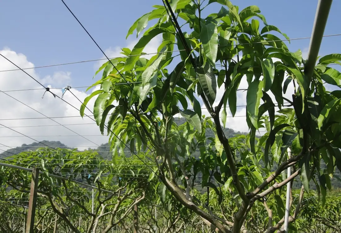 芒果樹種植