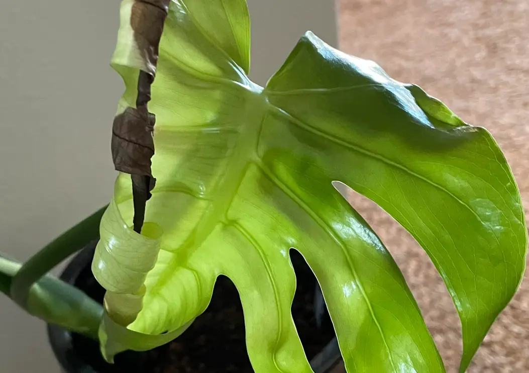 龜背芋葉子破掉