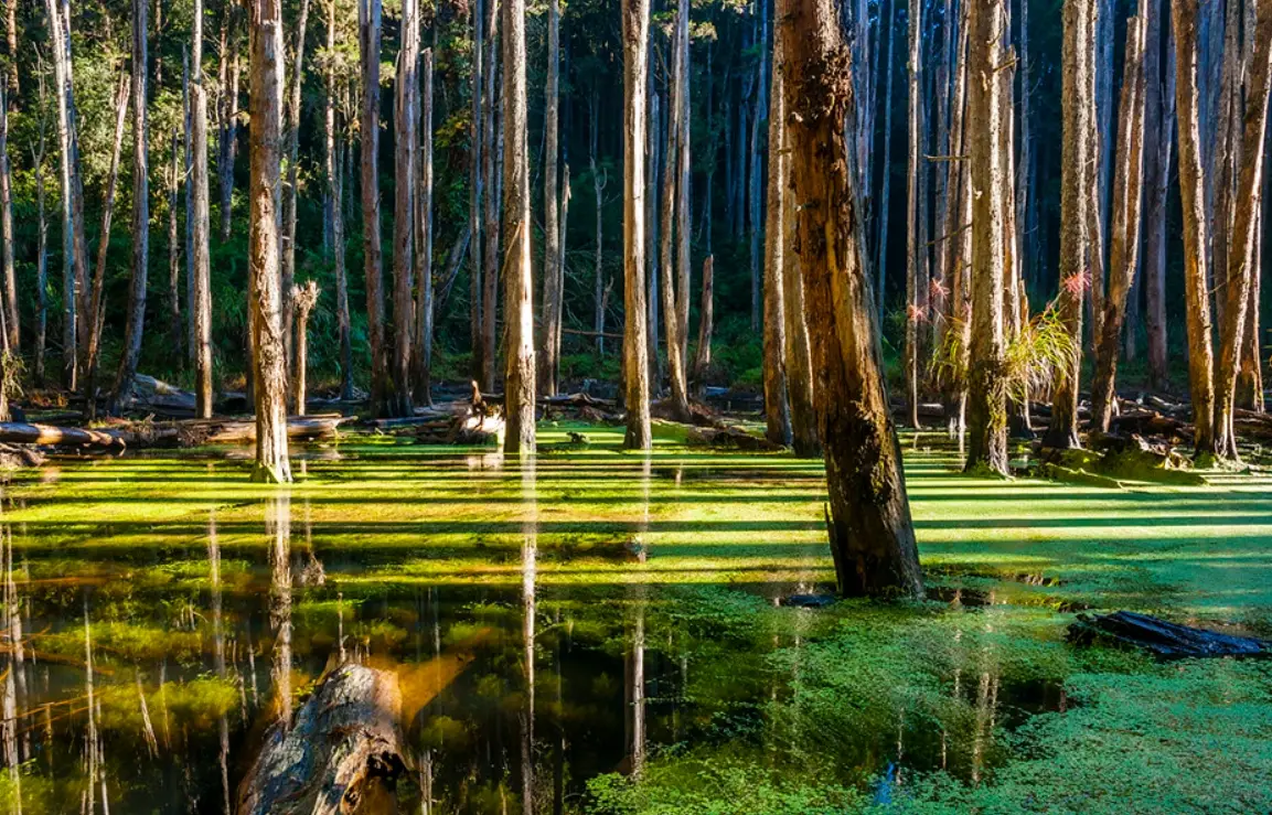 忘憂森林 交通 忘憂森林 交通
