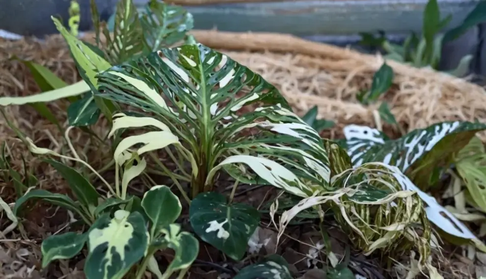 龜背芋 病害 龜背芋 病害