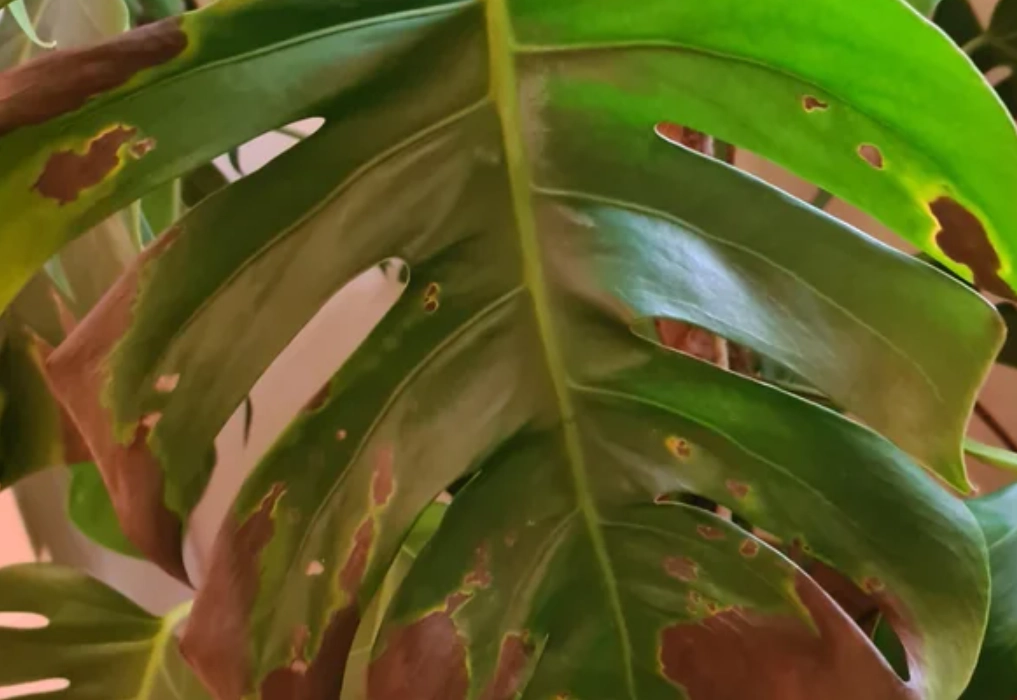 龜背芋葉子破洞 龜背芋葉子破洞