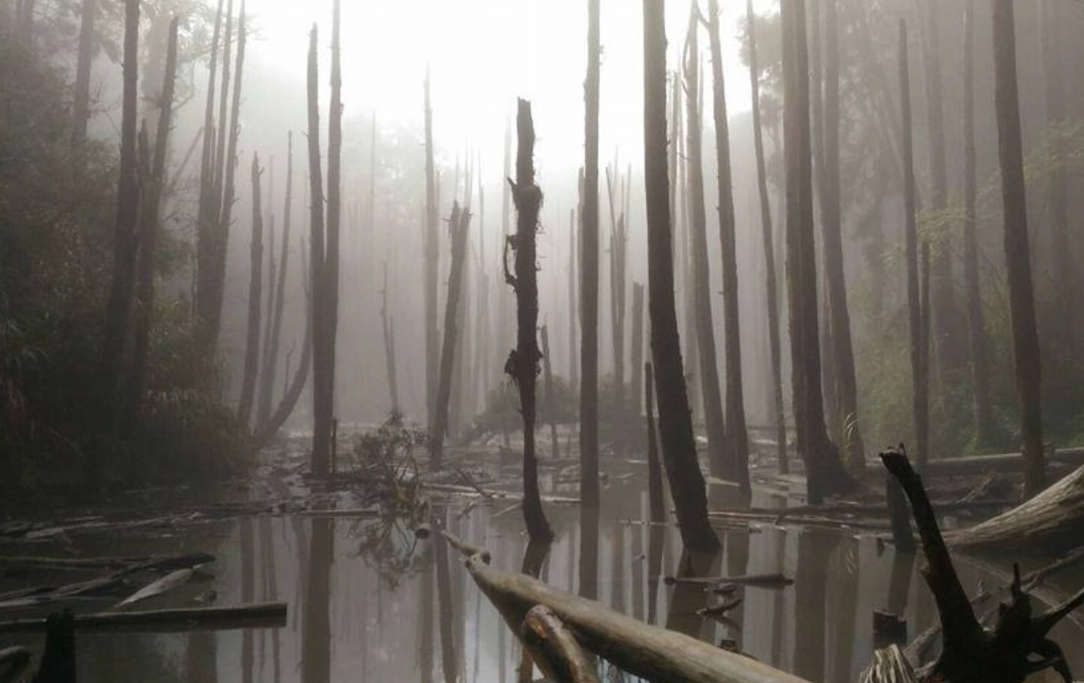 忘憂森林步道 忘憂森林步道