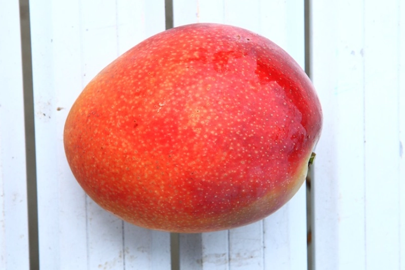 芒果種子 發芽 芒果種子 發芽