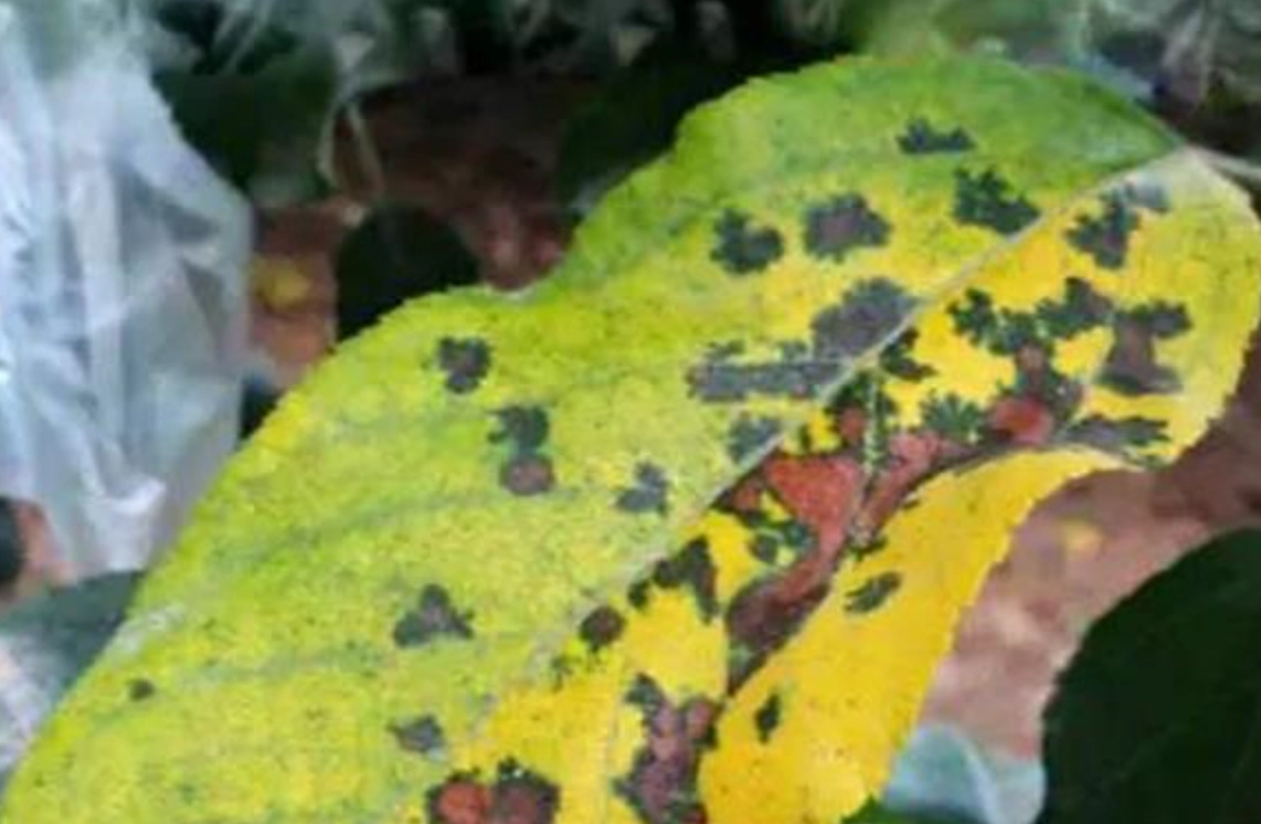 有機病蟲害防治