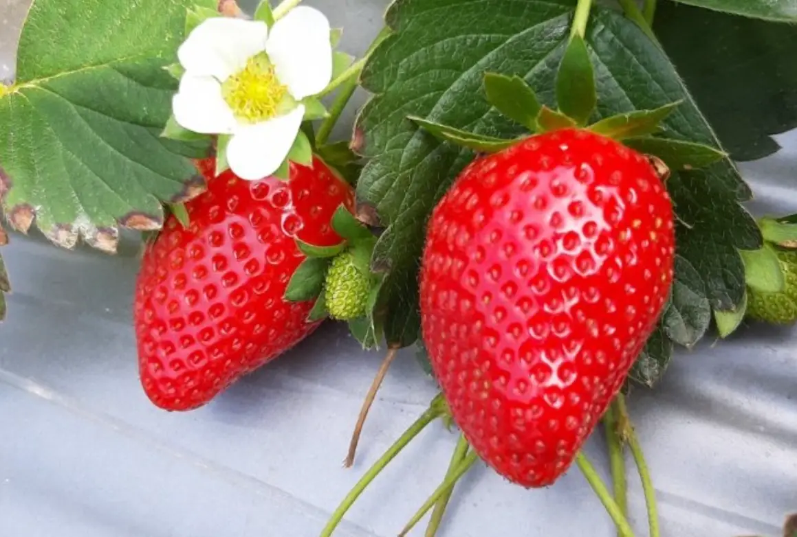 採草莓 採草莓