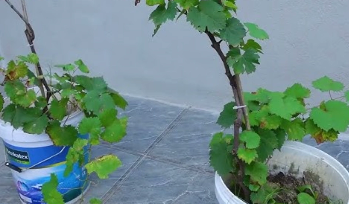 盆栽葡萄照顧 盆栽葡萄照顧