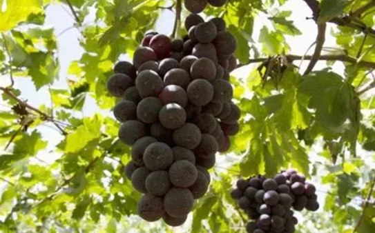 台灣葡萄品種 台灣葡萄品種
