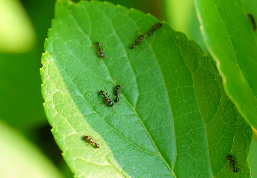 招財樹 種植 招財樹 種植