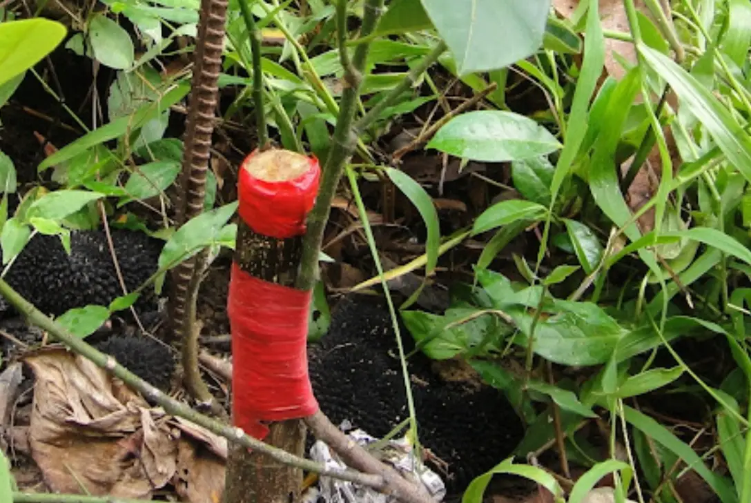 植物嫁接技巧 植物嫁接技巧