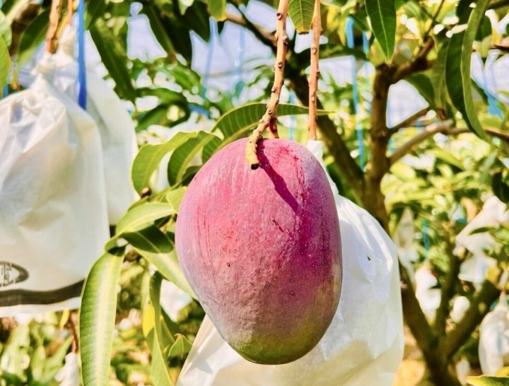 芒果種子 發芽 芒果種子 發芽