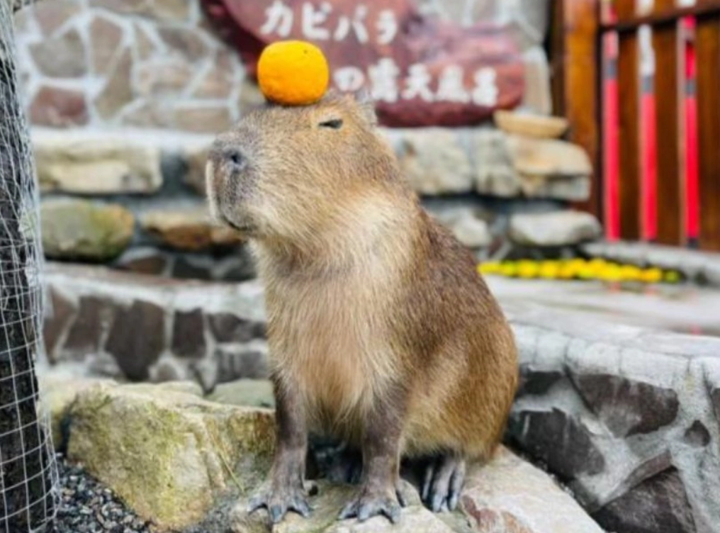 台灣農場推薦 台灣農場推薦