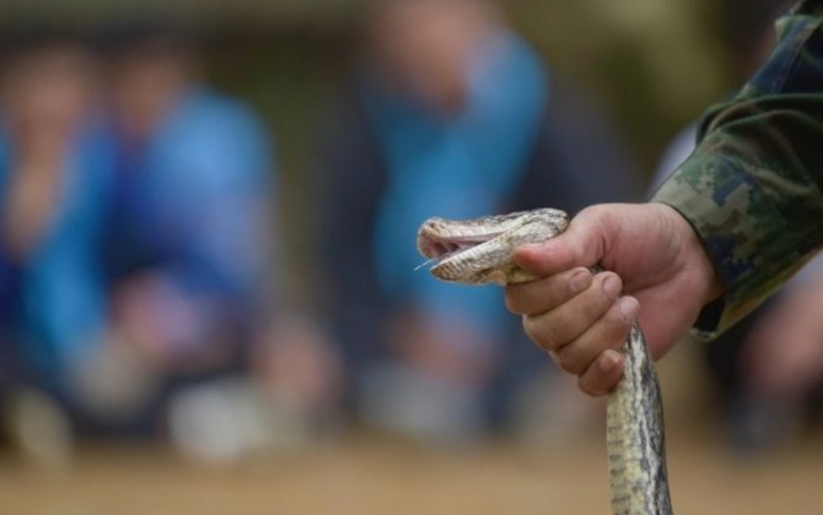 夢到抓蛇的頭 解夢