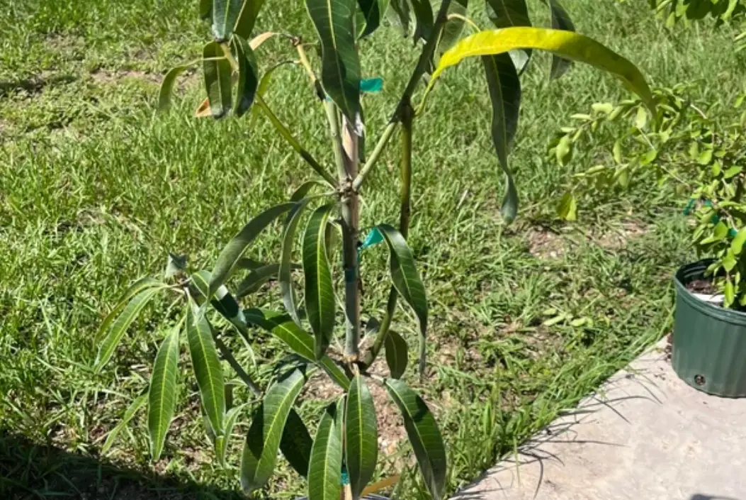芒果樹種植