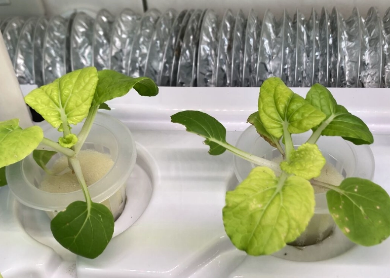 水耕營養液 水耕營養液