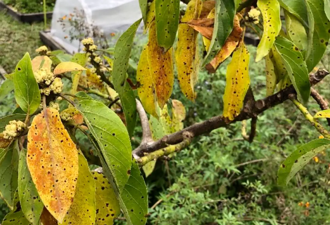 酪梨藻斑病用藥推薦 酪梨藻斑病用藥推薦