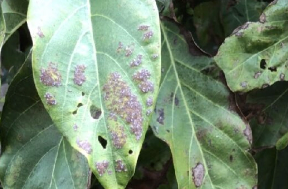 藻斑病防治 藻斑病防治