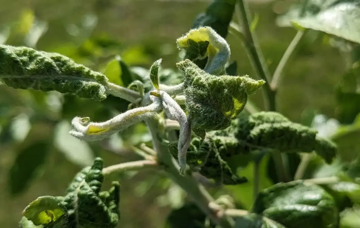 有機病蟲害防治