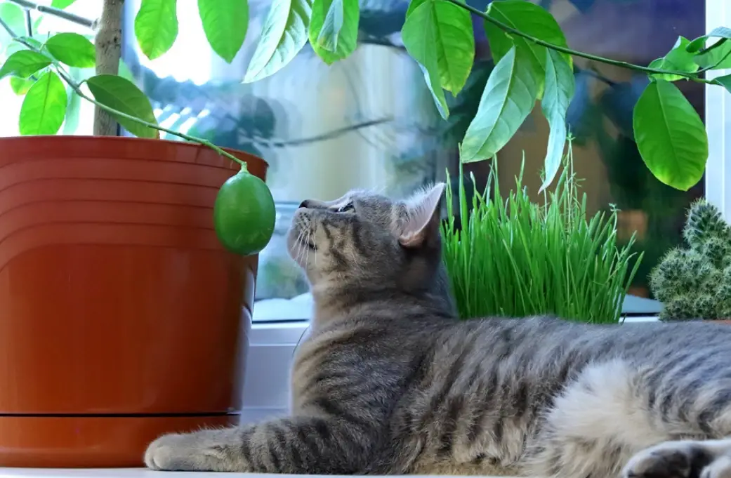 對貓有害的植物