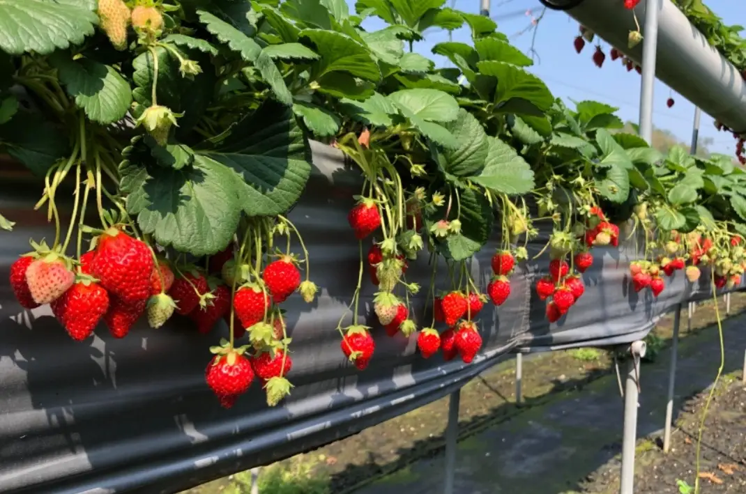 採草莓 採草莓