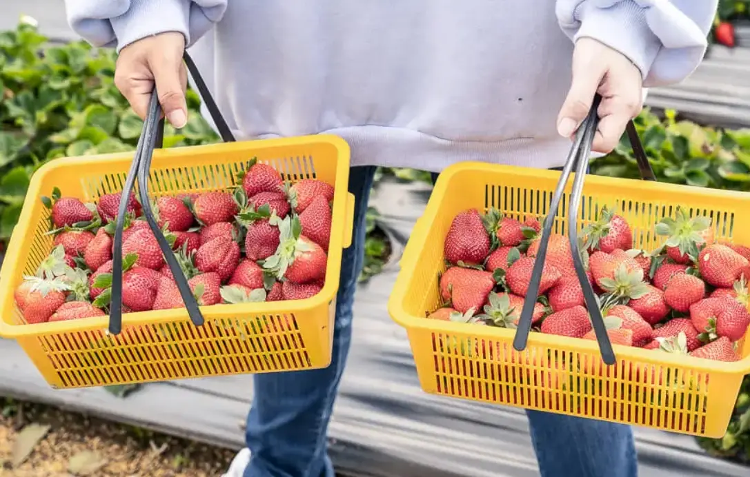 草莓一日遊 草莓一日遊
