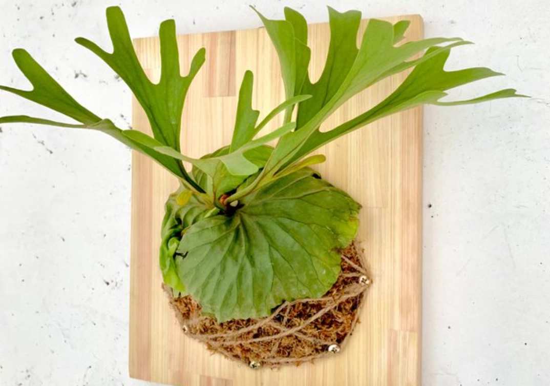 鹿角蕨種類 鹿角蕨種類