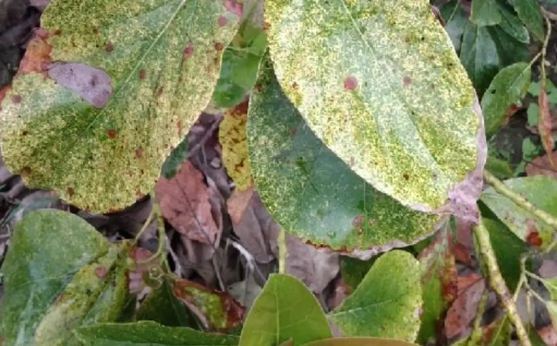 酪梨藻斑病用藥推薦 酪梨藻斑病用藥推薦