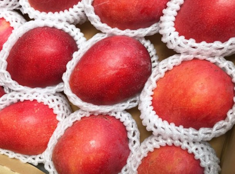 愛文種子 種植 愛文種子 種植