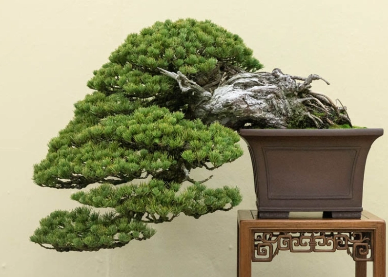 室內松樹養護 室內松樹養護