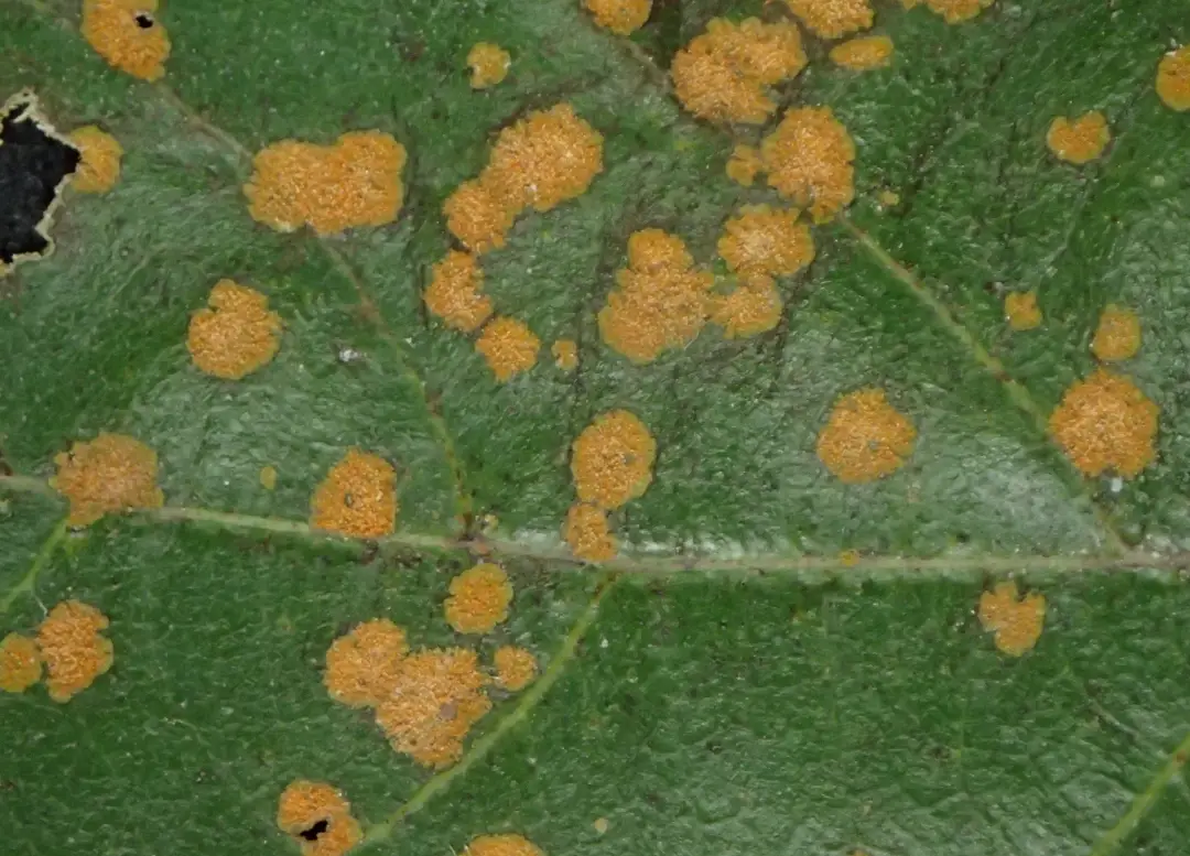 酪梨藻斑病用藥