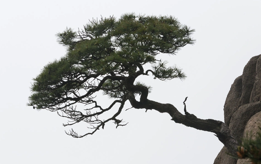 水耕黑松 水耕黑松