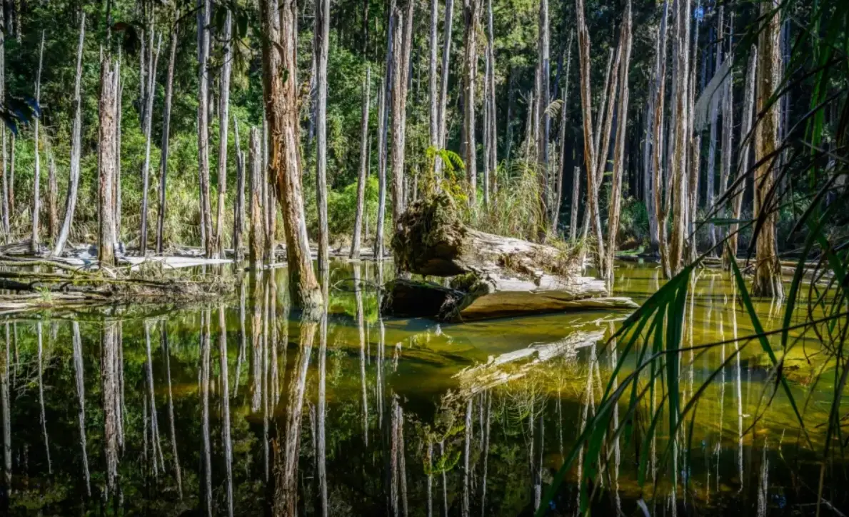 忘憂森林交通 忘憂森林交通
