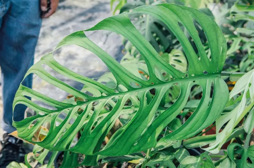 龜背芋 葉子 黃斑 龜背芋 葉子 黃斑