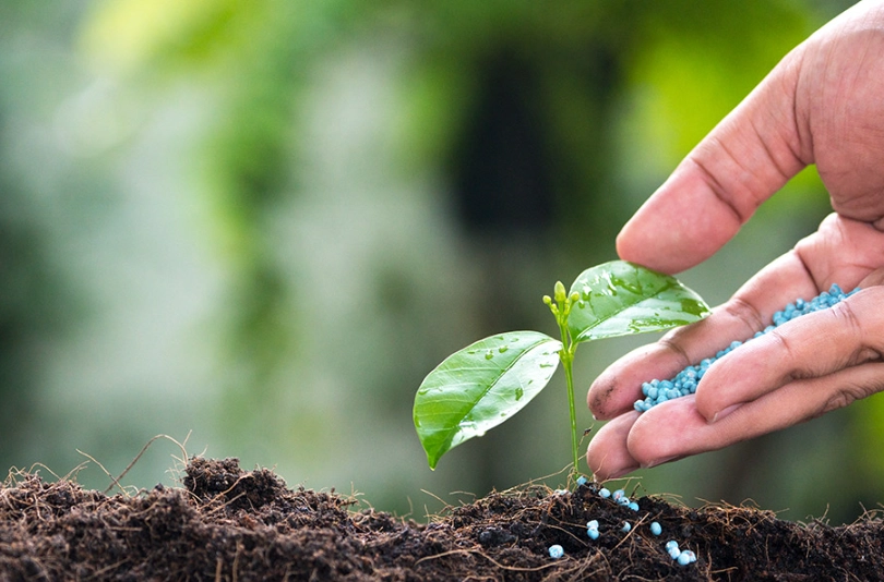 黑旺特肥料使用方法