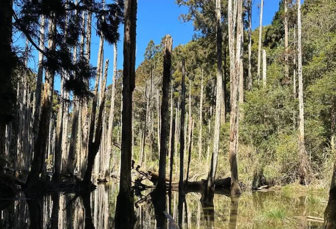 金柑樹山 忘憂森林