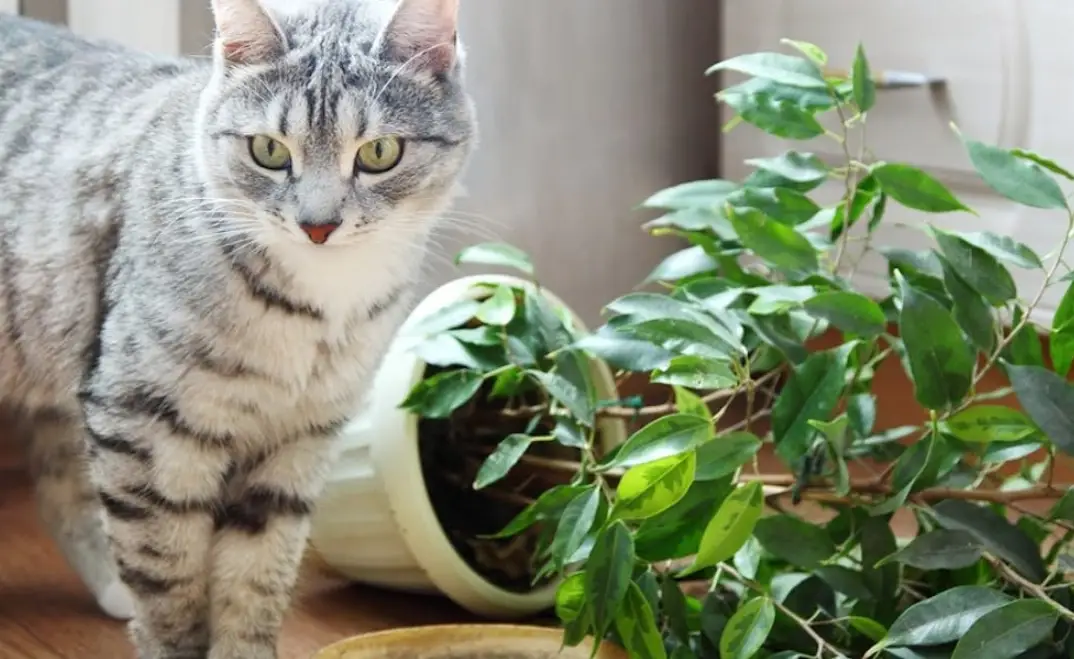貓咪植物中毒