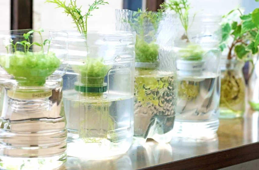 室內松樹養護 室內松樹養護