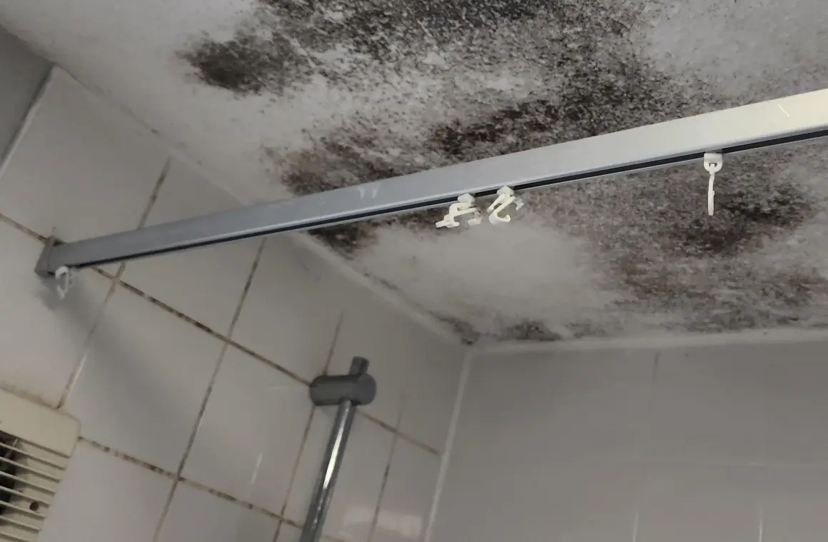 浴室天花板發霉怎麼辦？專家教你根治與預防的終極指南