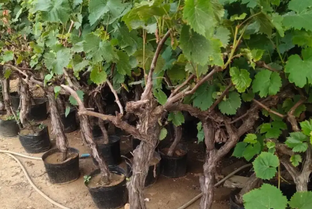 葡萄修剪方法 葡萄修剪方法